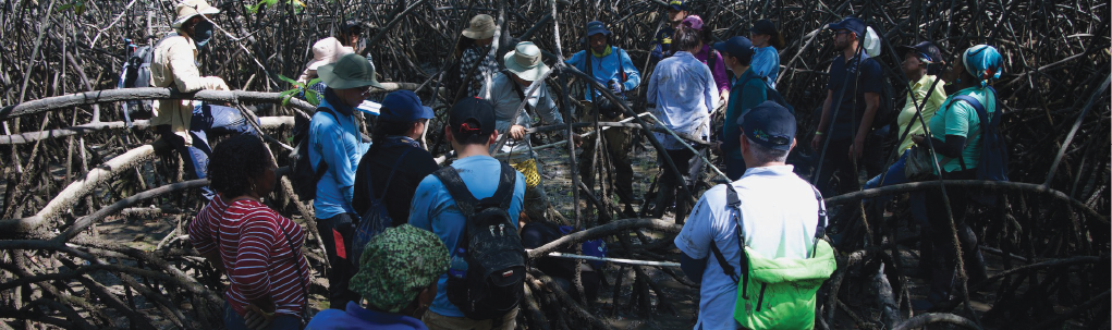 Mangrove monitoring workshops with piangüera women